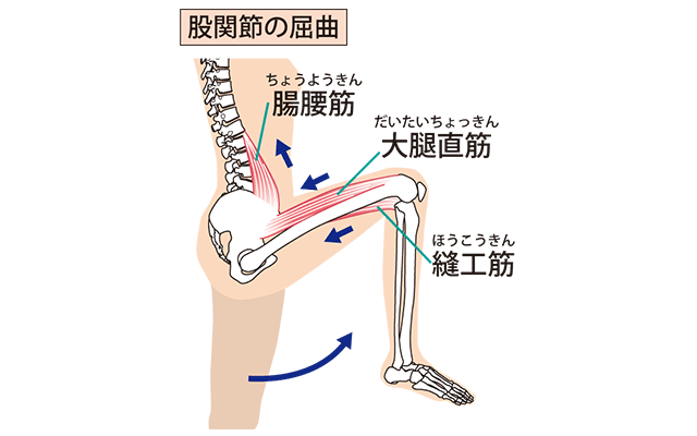 股関節の屈曲のイラスト